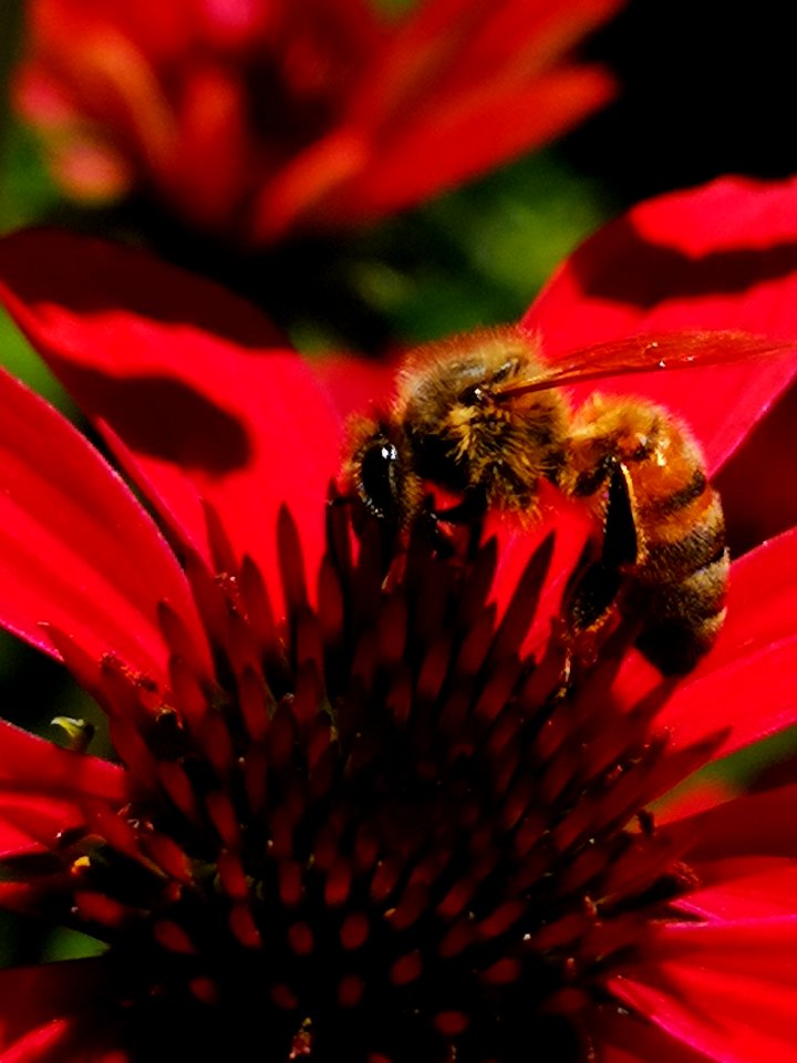 Honeybee visiting coneflower Echinacea 'Cheyenne Spirit'