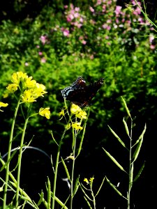 Red spotted purple butterfly (Limenitis arthemis) visiting pregnant onion
