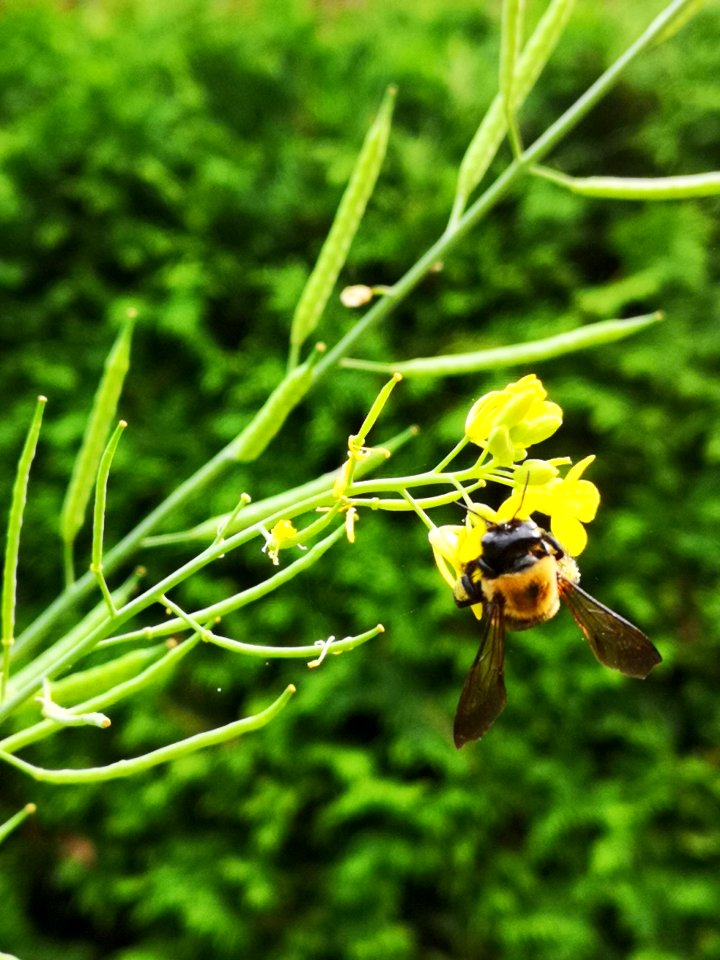 Carpenter bee Xylocopa visiting mustard flowers Brassica juncea