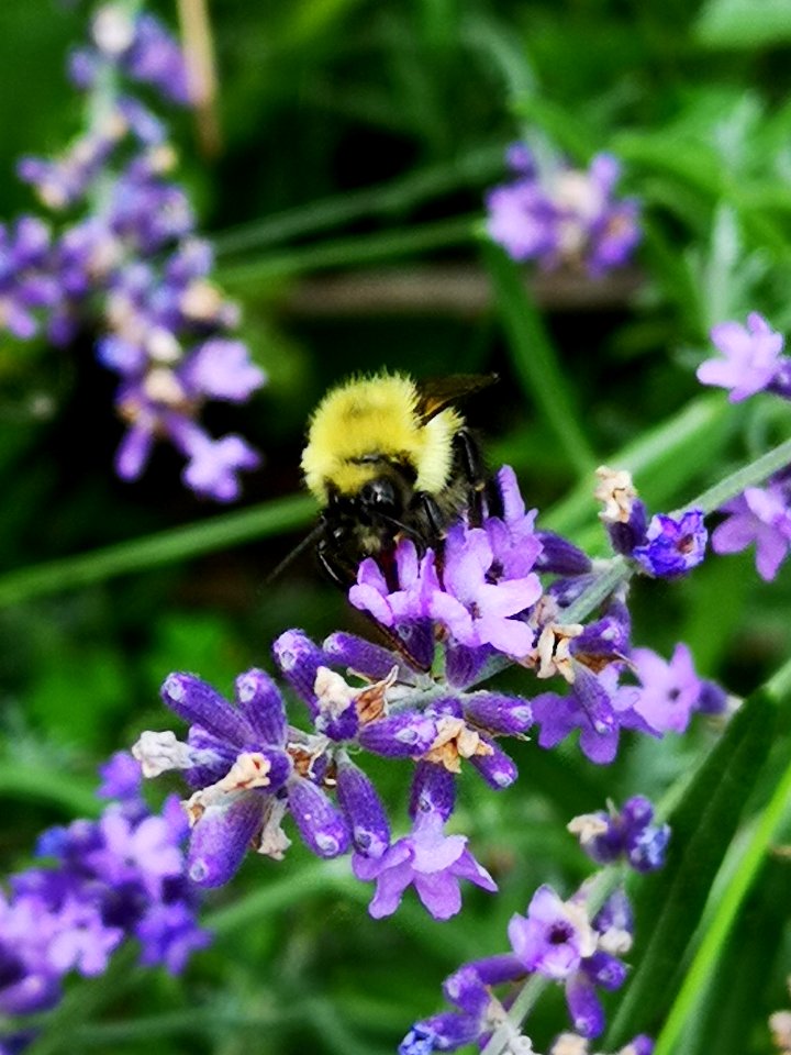 Bumblebee visiting lavender Lavandula