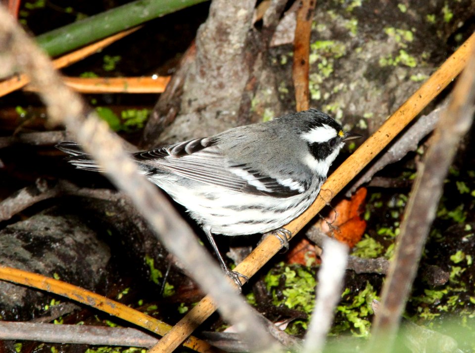 WARBLER, BLACK-THROATED GRAY (9-18-09) oceano, slo co, ca -03
