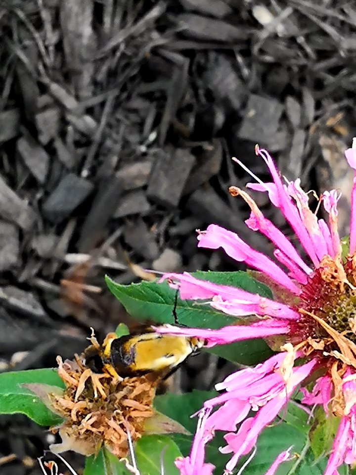 Snowberry clearwing moth (Hemaris diffinis) visiting bee balm (Monarda didyma 'Balmy Pink')