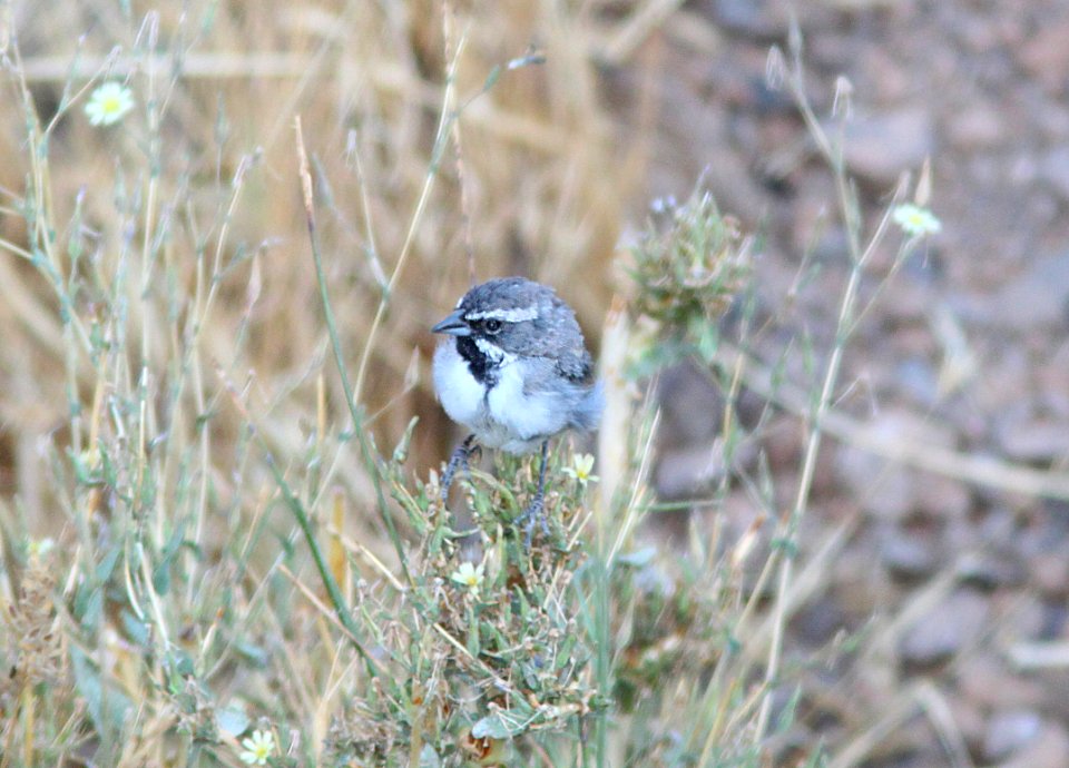 SPARROW, BLACK-THROATED (9-20-09)  adult, basic, quail springs -01