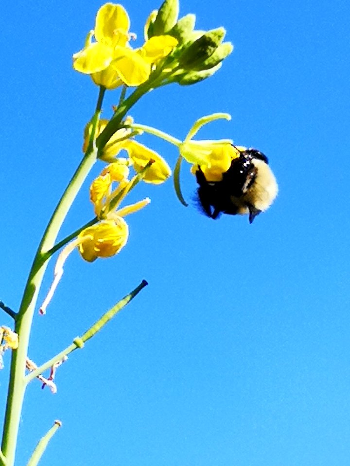 Bumblebee and mustard flowers Brassica juncea