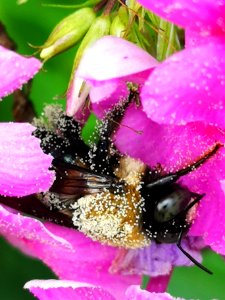 Bee covered with pollen visiting Phlox paniculata