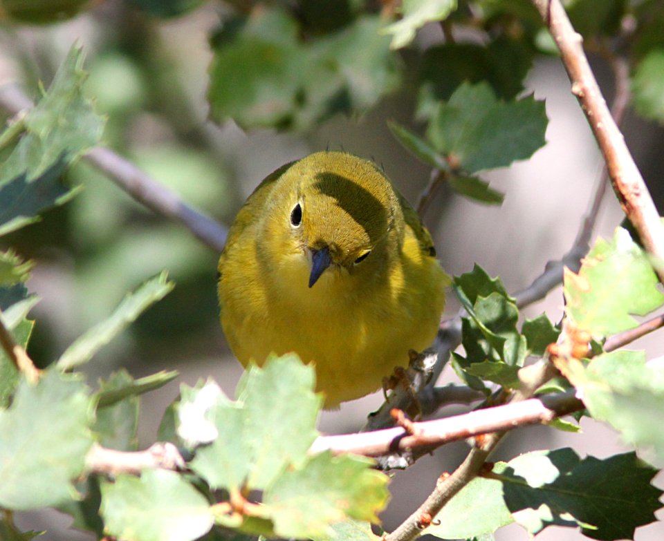 WARBLER, YELLOW (9-21-09) cottonwood springs, carrizo n m , slo co, ca -06