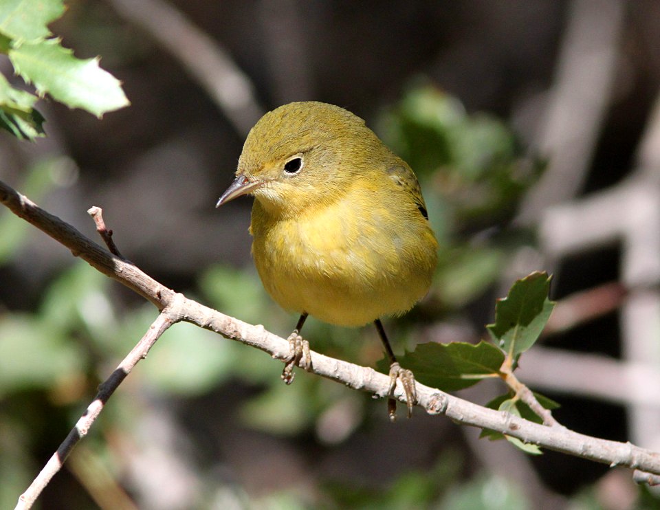 WARBLER, YELLOW (9-21-09) cottonwood springs, carrizo n m , slo co, ca -03