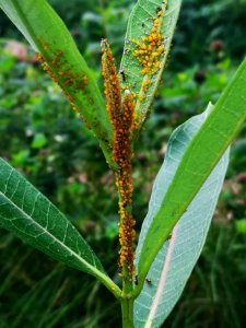 Ants with aphids on milkweed. Farming?