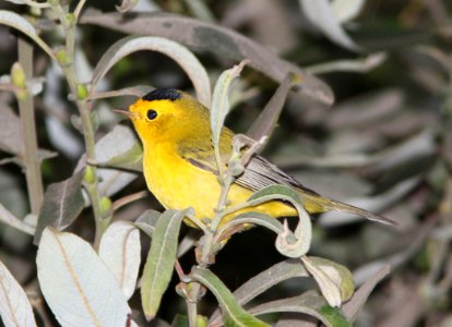 WARBLER, WILSON'S (8-22-09) oceano -01
