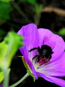 Bumblebee visiting cranesbill (Geranium Azure Rush)