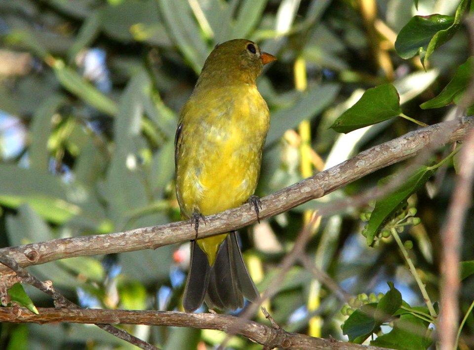 TANAGER, WESTERN (9-15-09) fem, pecho willows, los osos, slo co, ca -03