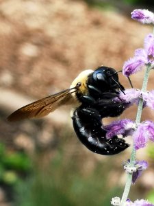 Carpenter bee visiting Perovskia