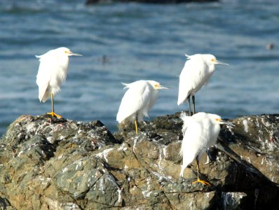 EGRET, SNOWY (11-20-09) estero bluffs sate park, slo co, ca -01 copy