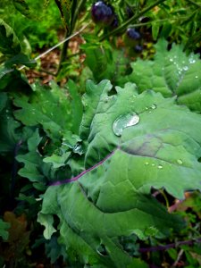 Water droplet on kale (Brassica napus)