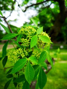 Hop tree (Ptelea trifoliata). Flowers fragrant, smell like fringetree (Chionanthus virginicus) or yellowwood (Cladrastis kentukea).