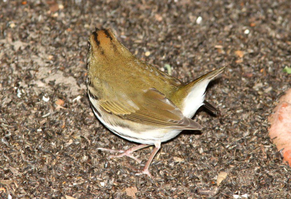 OVENBIRD (10-12-09) atascadero, slo co, ca -12