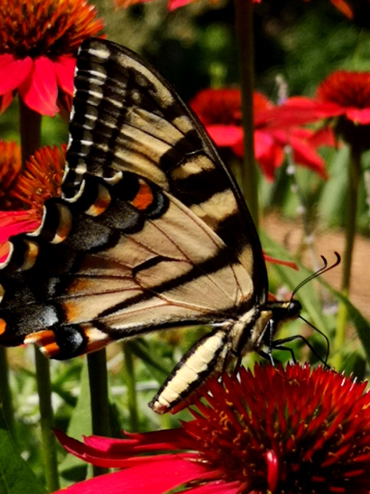 Canadian tiger swallowtail butterfly (Papilio canadensis) visiting coneflower (Echinacea 'Cheyenne Spirit')