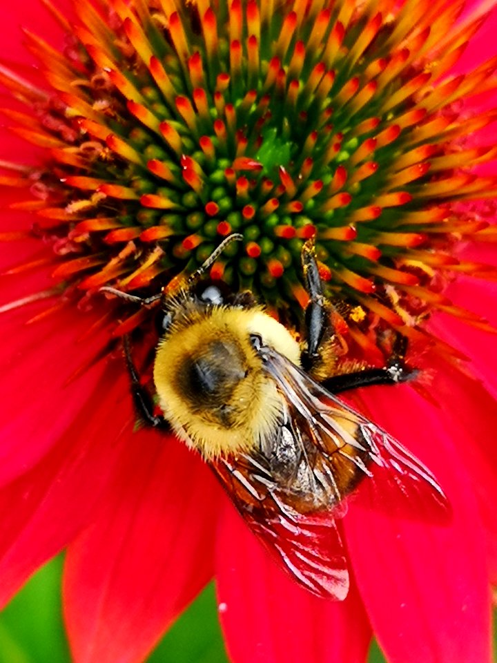 Bumblebee visiting Echinacea 'Cheyenne Spirit'