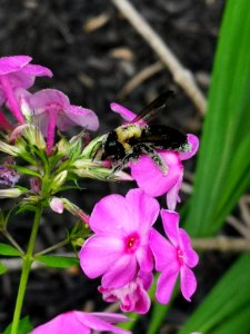 Carpenter bee nectar robbing Phlox paniculata