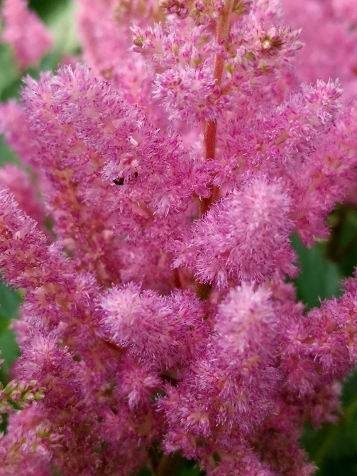 Astilbe photo