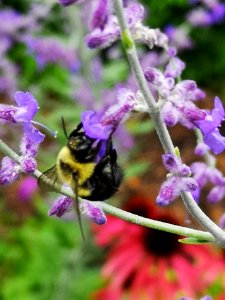 Bumblebee visiting Russian sage (Perovskia) photo