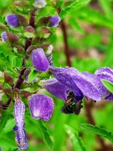 Sweat bee visiting dragonhead Dracocephalum moldavica