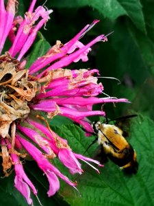 Snowberry clearwing moth (Hemaris diffinis) visiting bee balm (Monarda didyma 'Balmy Pink')