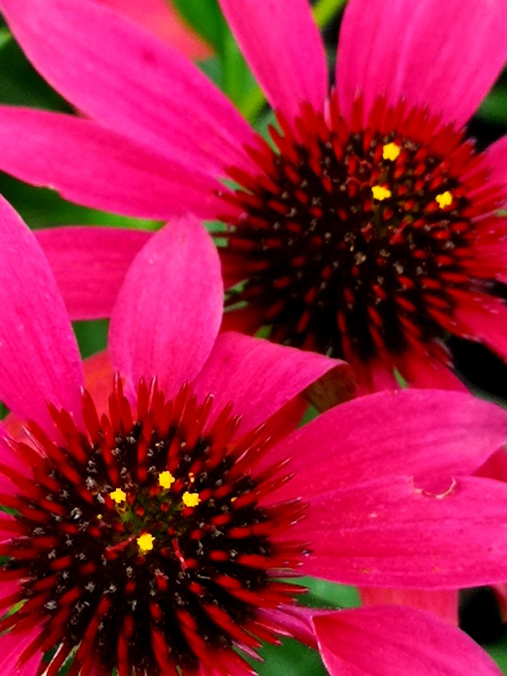Coneflower Echinacea 'Cheyenne Spirit'