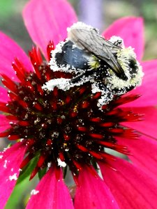 Bumblebee covered with pollen visiting coneflower Echinacea 'Cheyenne Spirit'