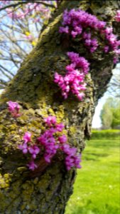Redbud flowers on trunk