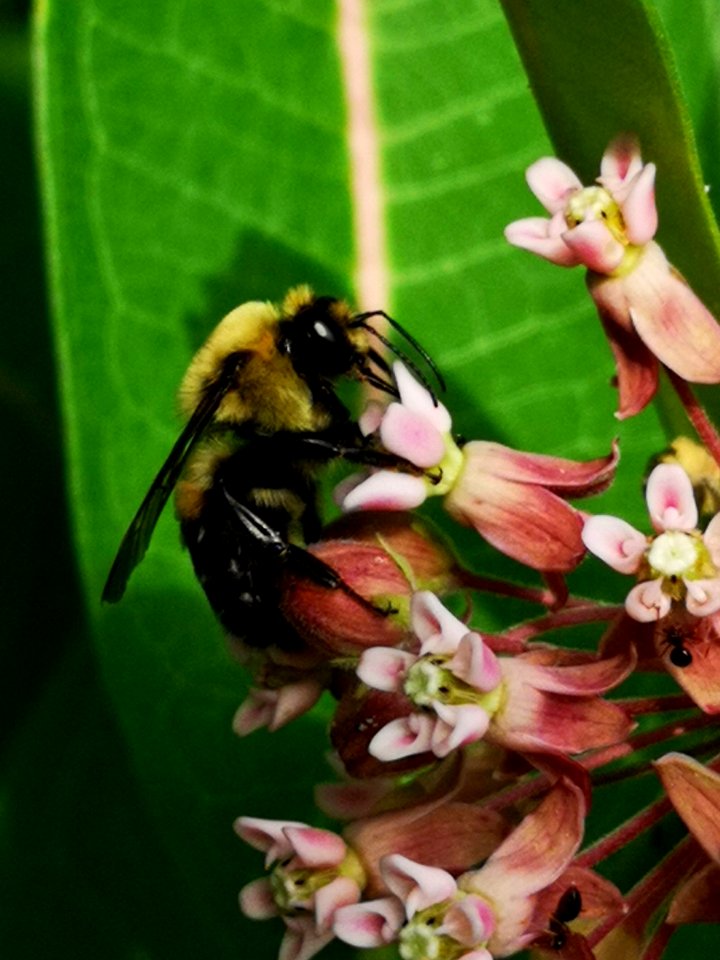 Bumblebee visiting common milkweed (Asclepias syriaca)