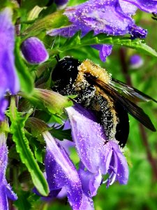 Carpenter bee (Xylocopa virginica) with pollen nectar robbing dragonhead (Dracocephalum moldavica)