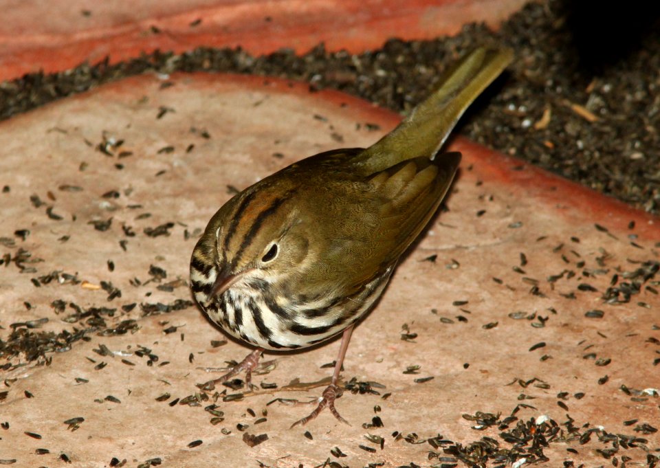 OVENBIRD (10-12-09) atascadero, slo co, ca -09