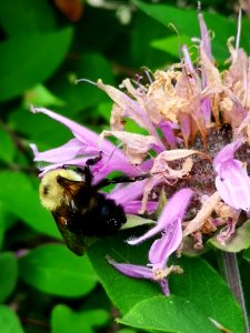 Bumblebee visiting bee balm (Monarda didyma 'Rose Scented')