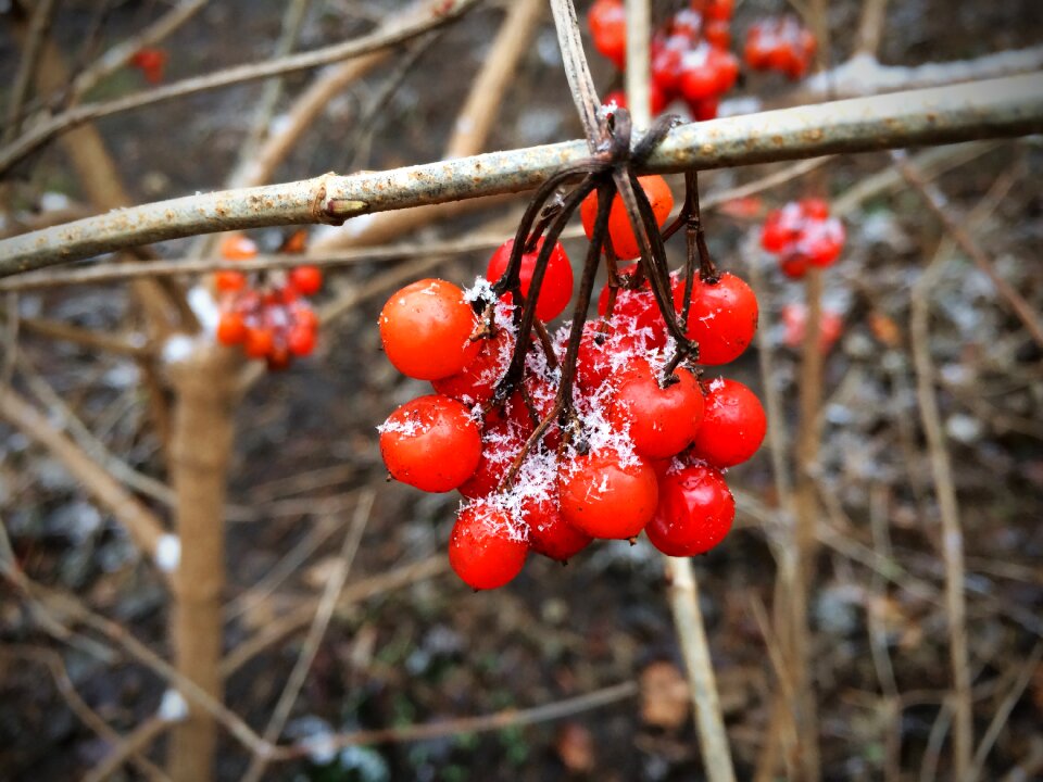 Snow ripe cold