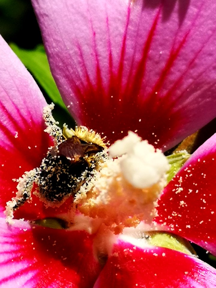 Bumblebee covered in pollen from rose of Sharon Hibiscus syriacus
