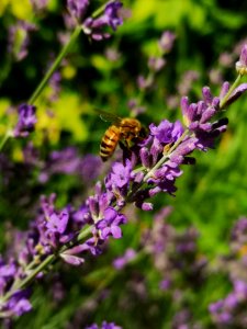 Lavender with honeybees photo