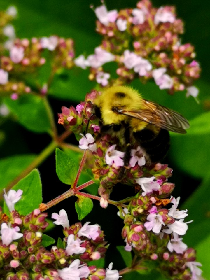 Bumblebee (Bombus sp.) visiting oregano (Origanum vulgare) flowers