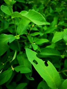 Honeyberry (Lonicera caerulea) visited by leafcutter bees, and American robins are eating the berries. Few fruits were left to ripen fully