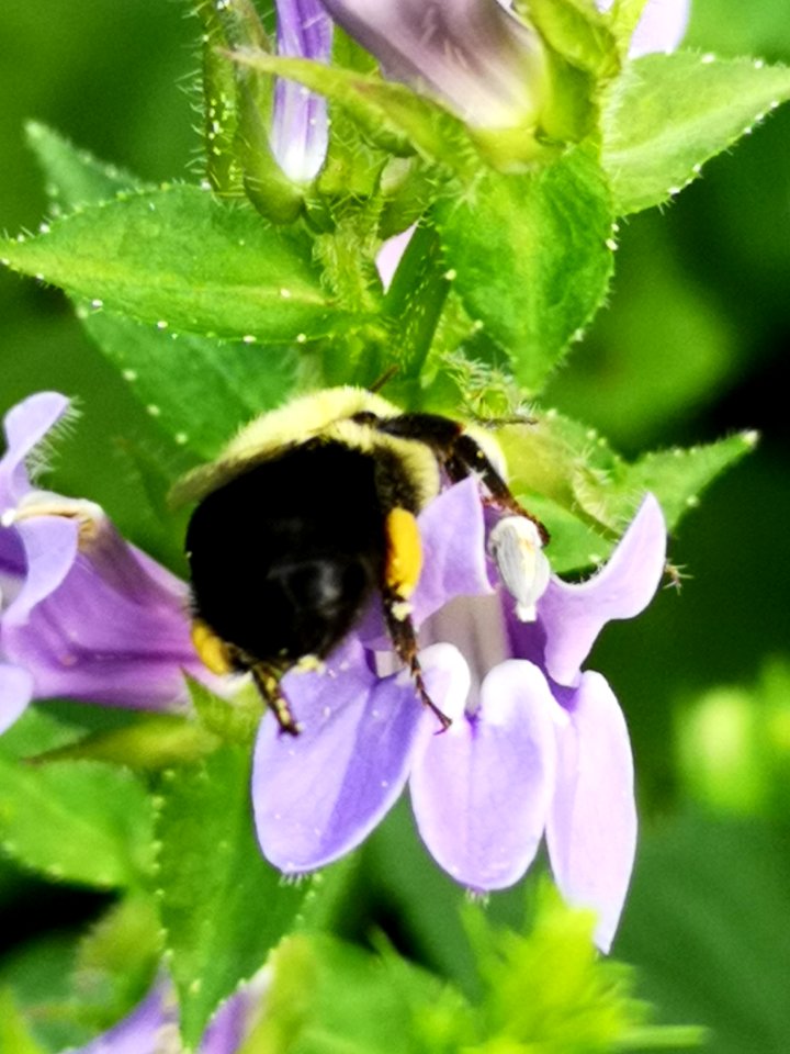 Bee visiting blue cardinal flower Lobelia siphilitica