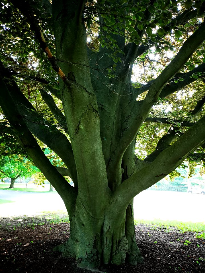 European beech (Fagus sylvatica)
