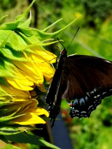 Butterfly on sunflower