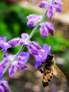 Honeybee visiting Russian sage Perovskia
