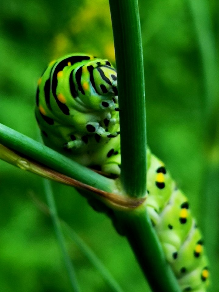 Black swallowtail butterfly caterpillar (Papilio polyxenes) on fennel (Foeniculum vulgare)
