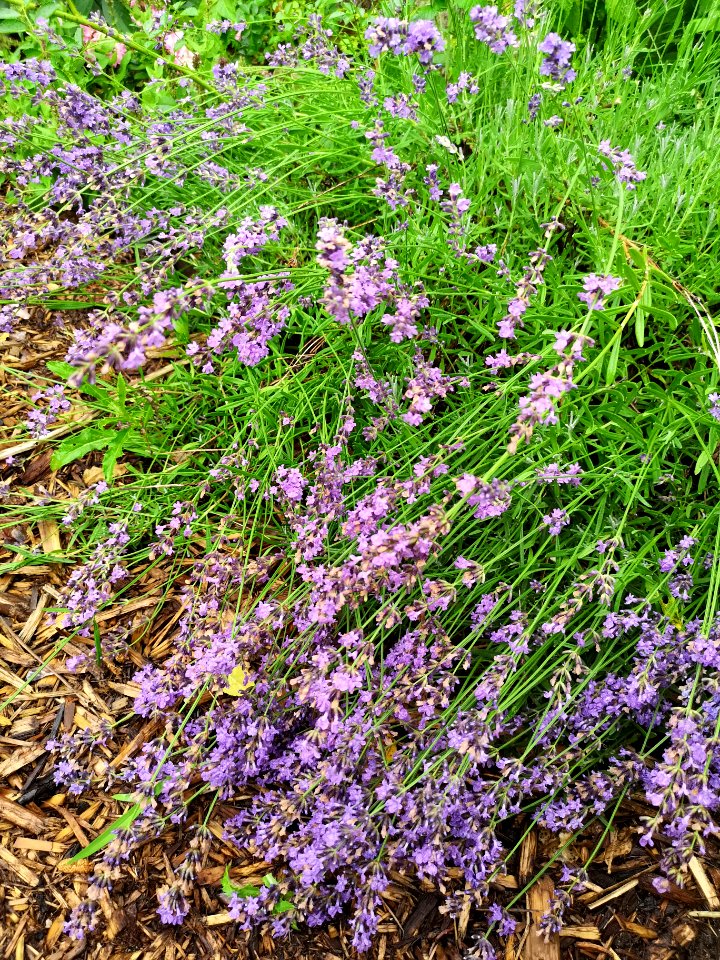 Lavender after the rainstorm. It'll bounce back