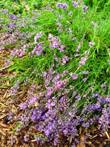 Lavender after the rainstorm. It'll bounce back