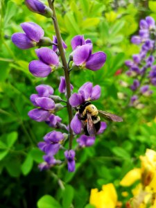 Bee visiting false indigo (Baptisia) flowers photo