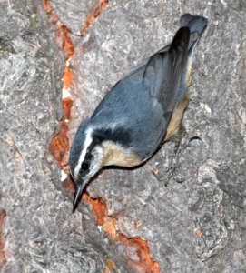 NUTHATCH, RED-BREASTED -004