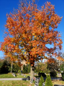 Graveyard maples in Fall