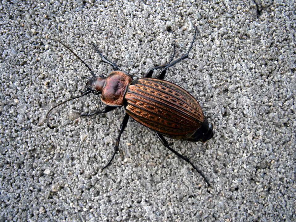 Střevlík animal beetles